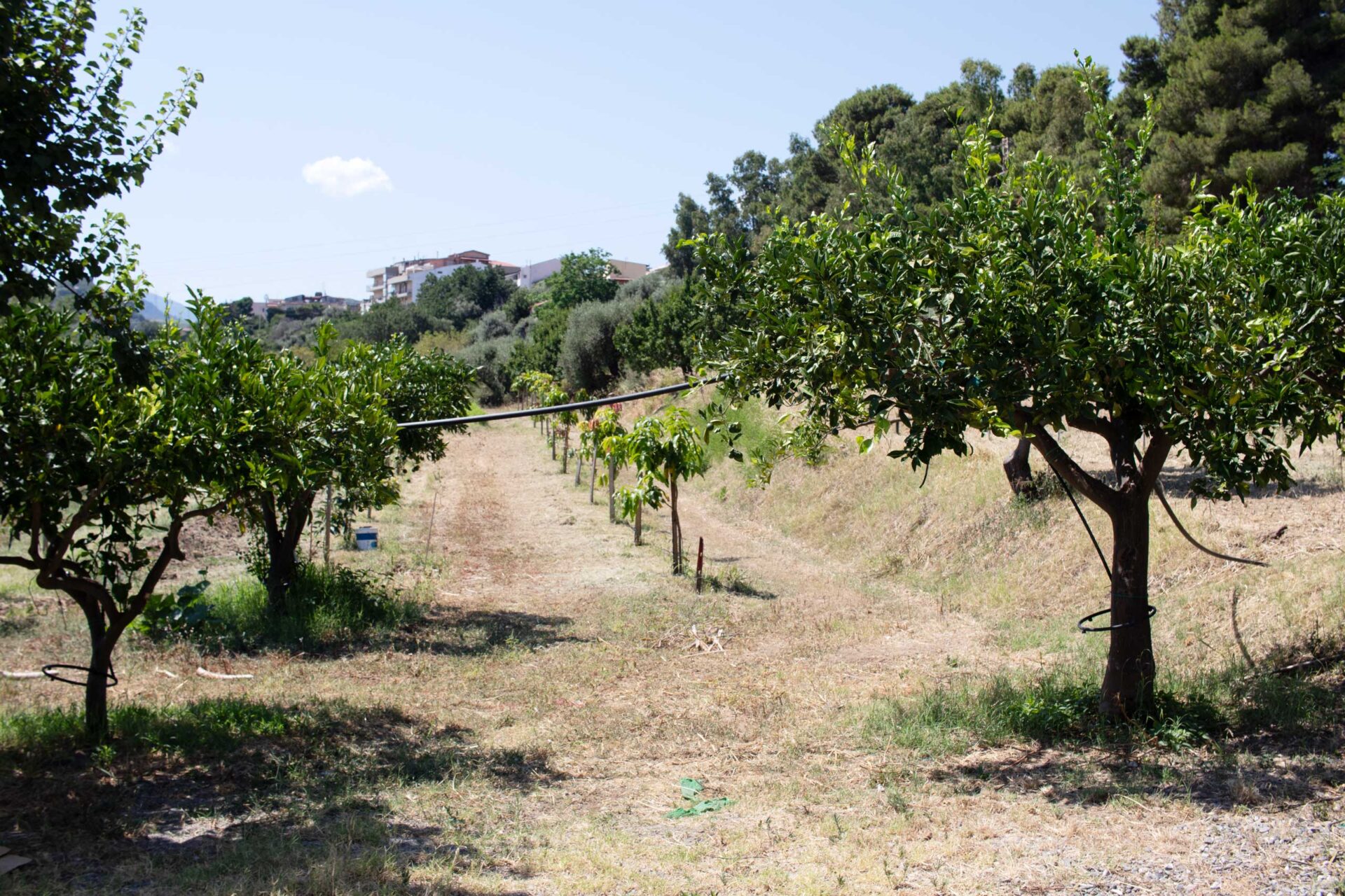 Filare di agrumi nell'agrumeto dell'Agriturismo Casarancio vicino Milazzo
