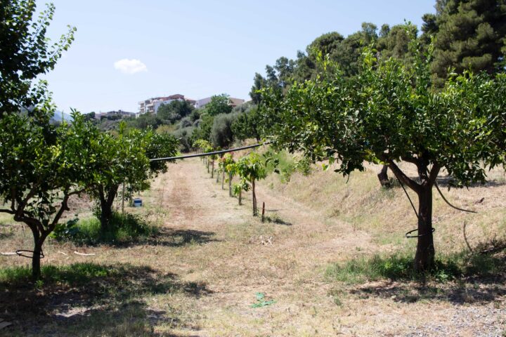 Filare di agrumi nell'agrumeto dell'Agriturismo Casarancio vicino Milazzo